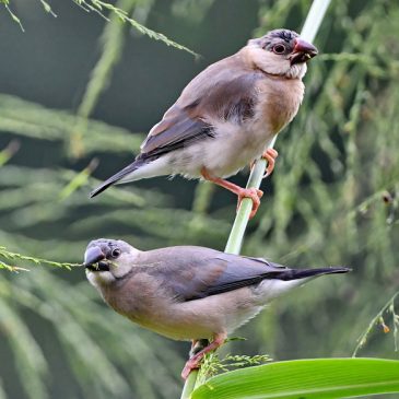 Java Sparrow – juveniles