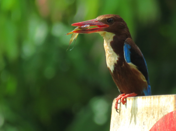 White-throated Kingfisher