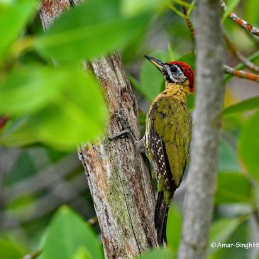 Laced Woodpecker – adult and immature male