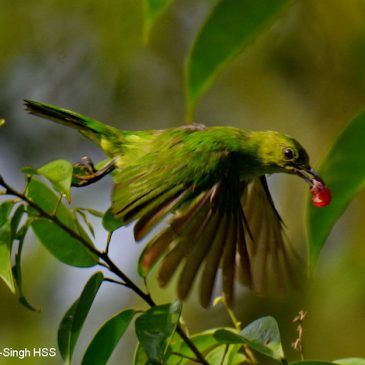 Lesser Green Leafbird – female