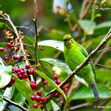 Lesser or Greater Green Leafbird – females?