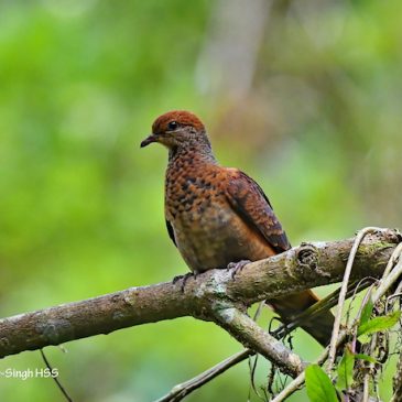 Little Cuckoo-Dove – courtship