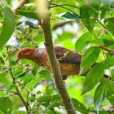 Little Cuckoo-dove – fruit feeding