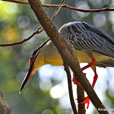 Little Heron (Striated Heron) – courtship behaviour and mating plumage