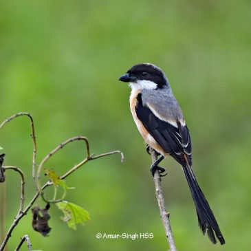 Long-tailed Shrike – call and song