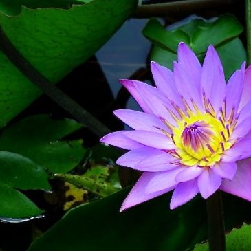 GIANT HONEY BEES VISIT WATER LILIES