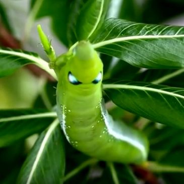 Oleander Hawkmoth caterpillar