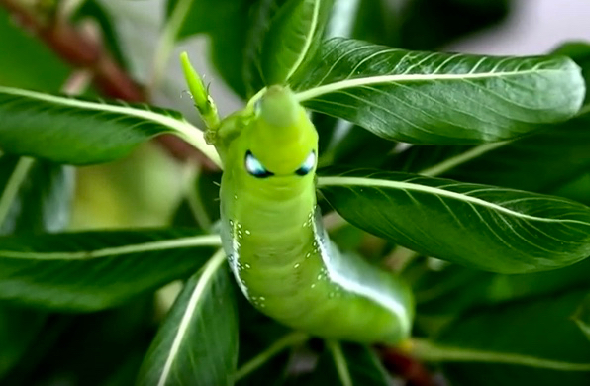 hawk moth caterpillar