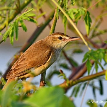 Oriental Reed Warbler – prey and calls