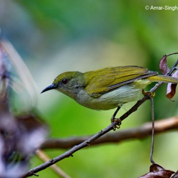 Plain Sunbird – juvenile male?
