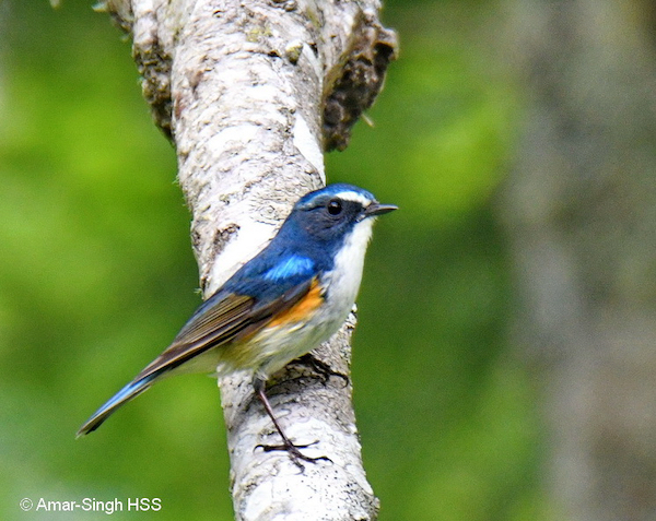 Red-flanked bluetail - Facts, Diet, Habitat & Pictures on