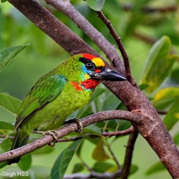 Red-throated Barbet – male