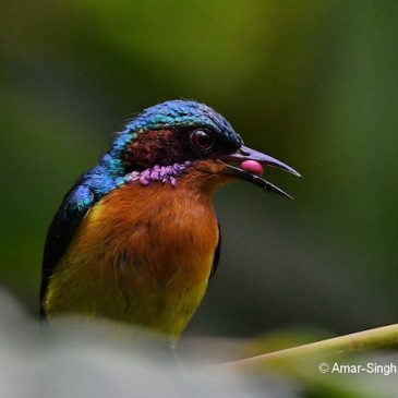 Ruby-cheeked Sunbird – prey for young