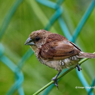 Scaly-breasted Munia – juveniles