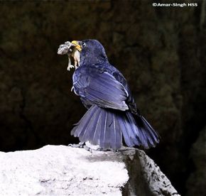 Adult Blue Whistling Thrush with prey for young