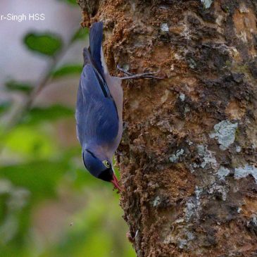 Velvet-fronted Nuthatch – male