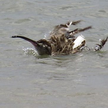 WHIMBRELS BATHING and PREENING
