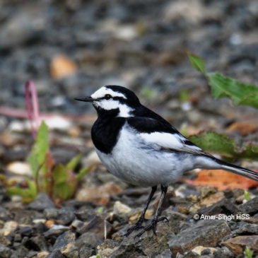 White Wagtail – adults