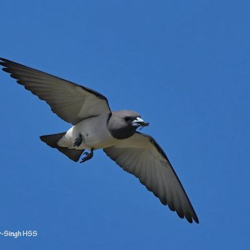 White-breasted Woodswallow – feeding