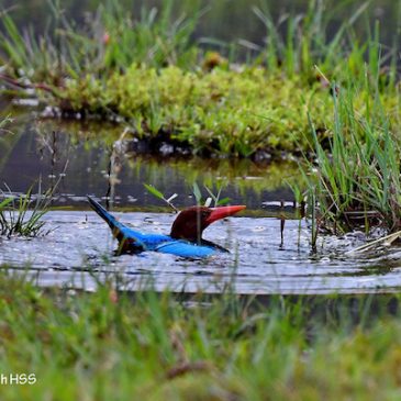 White-throated Kingfisher – bathing
