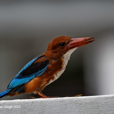 White-throated Kingfisher – juvenile and calls
