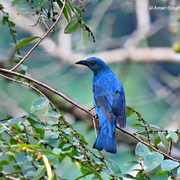 An Asian Fairy Bluebird, a Blue-throated Bee-eater and a pair of  Chestnut-winged Babbler and …