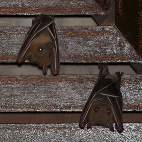 Bats Roosting in my porch: 2. Looking for a solution