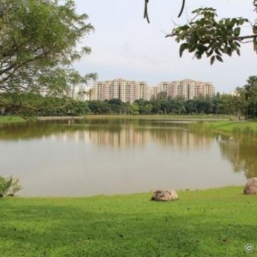 Bird-plant relationships at Singapore’s Punggol Park