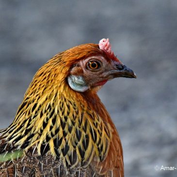 Red Junglefowl: An odd female and the male’s spur