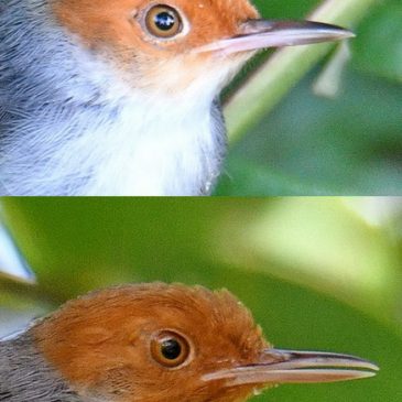 Ashy Tailorbird – plumage/ID issues