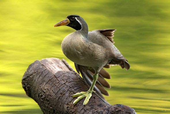 Sundarban Tourism