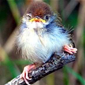 Juvenile Dark necked Tailorbird sleeps with one eye closed Bird