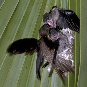 Asian Palm Swift feeding chicks