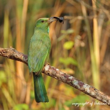 Blue-bearded Bee-eater takes a carpenter bee