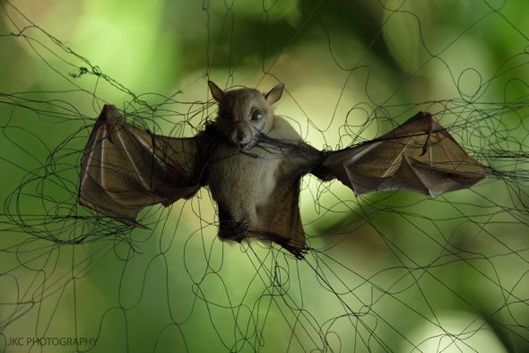 A bat caught in a mist net - Bird Ecology Study Group