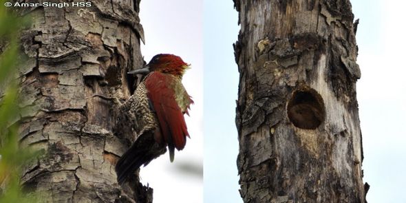 Banded Woodpecker excavating nest and vocalisation