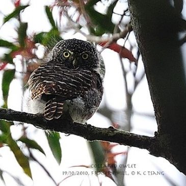 Collared Owlet of Fraser’s Hill, Malaysia