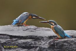 Common Kingfishers in confrontation