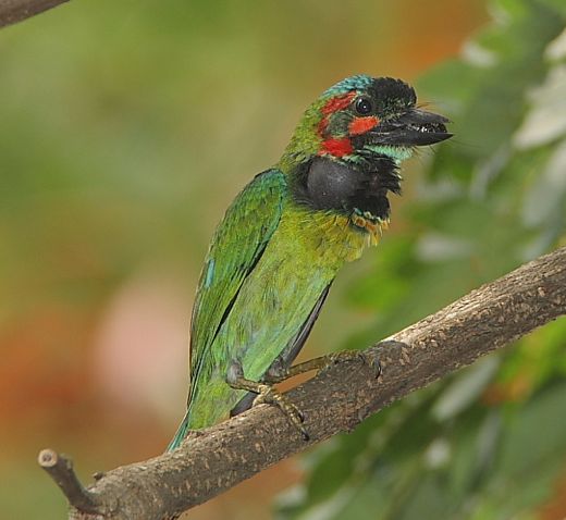 Blue-eared Barbet’s prominent black pouch