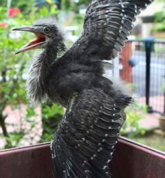 Little Heron chick: 3. Problems of release