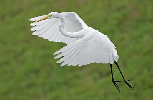 Great Egret catching fish - Bird Ecology Study Group