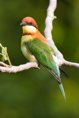 Bee-eaters of the Thai-Malay Peninsula