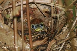 Striped-Tit Babbler’s nest site