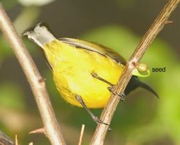 Mistletoes 4: Observations of a sometime bird watcher