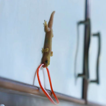 The house gecko and rubber bands