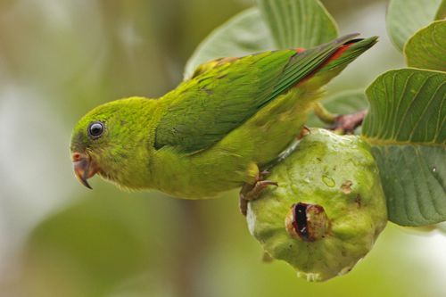 Blue-crowned Hanging Parrot and guava