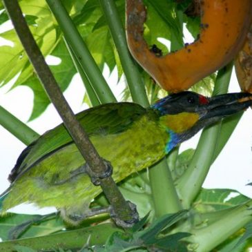 Gold-whiskered Barbet and papaya
