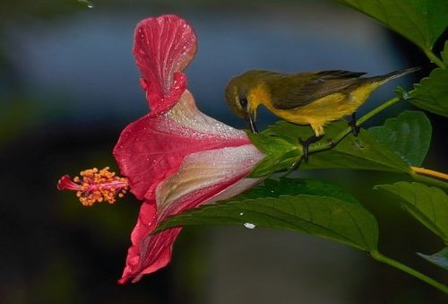 Olive-backed Sunbird robbing hibiscus nectar