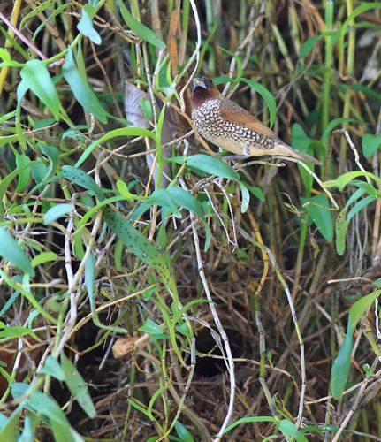 Which Bird Made That Nest?, Winter 2009, Articles