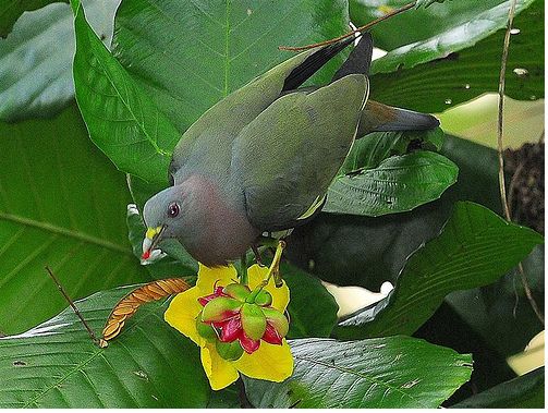 Pink-necked Green Pigeon eating seeds of yellow simpoh